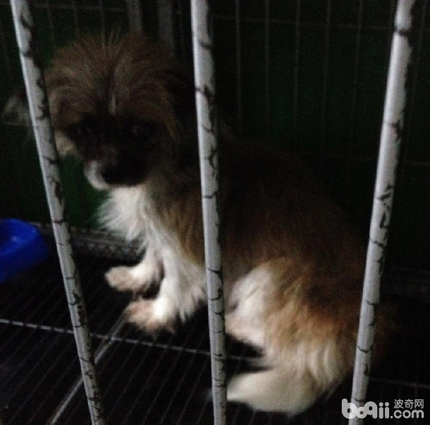 犬臍疝的診斷及手術方法