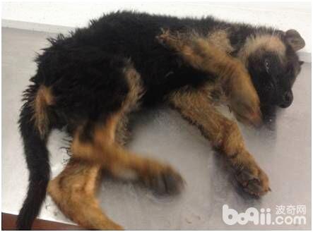犬鼠藥中毒癥的癥狀及治療