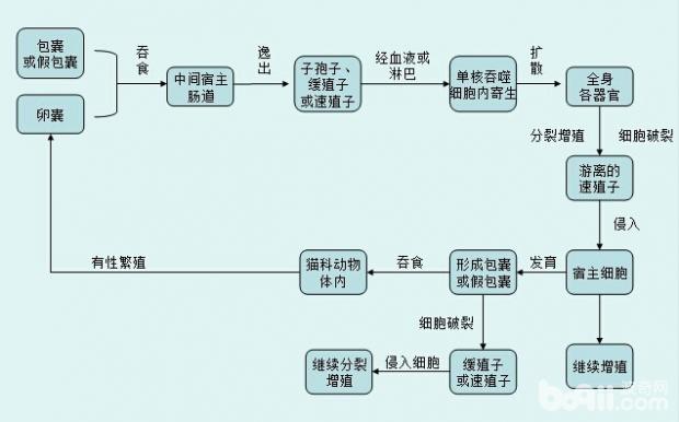 到底什么是弓形蟲病？