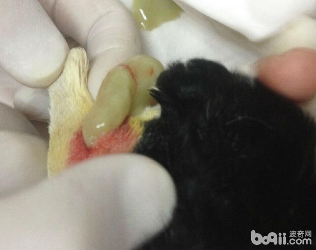 一例新生幼犬全身性膿腫的處理