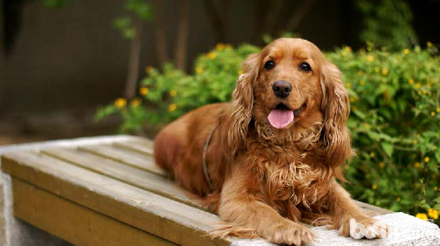 可卡犬毛發梳理方法