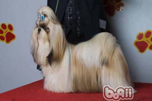怎樣給西施犬拔耳毛