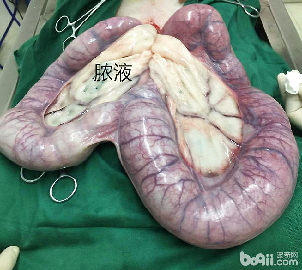 犬常見的三種外科疾病
