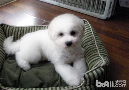 <a href=/zhonglei/gou/ target=_blank class=infotextkey>狗</a>狗不配合醫生檢查怎么辦