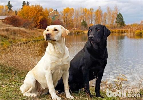 犬窩咳的預防措施