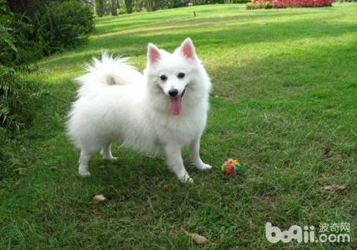 犬巴貝斯蟲病的診療案例