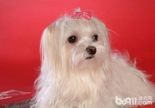犬心力衰竭的癥狀有哪些