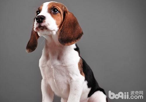 犬子宮扭轉的病因是什么