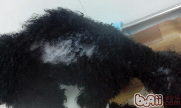 一例犬甲狀腺機能低下癥病例分析