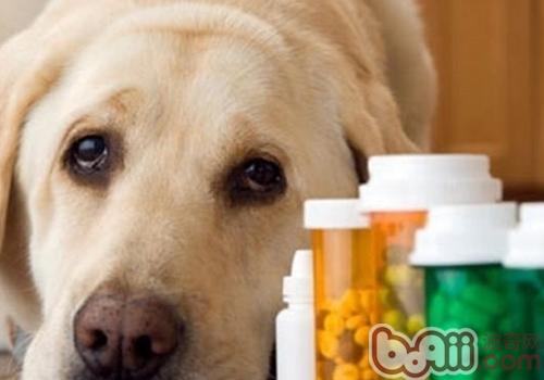 犬瘟熱的后遺癥有哪些