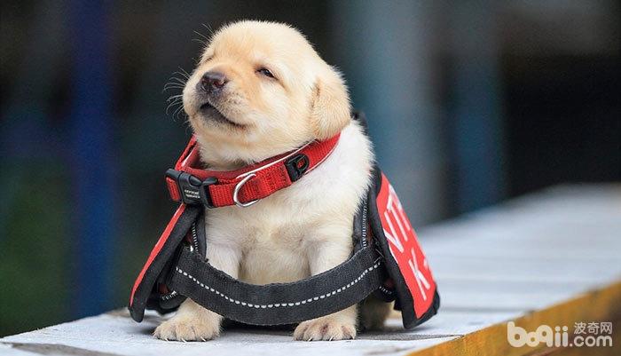 如何照顧生病的幼犬？照顧生病幼犬的方法