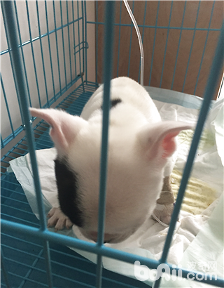 犬營養性貧血癥的診斷與治療
