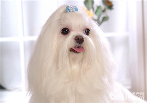 犬干眼病的診斷要點