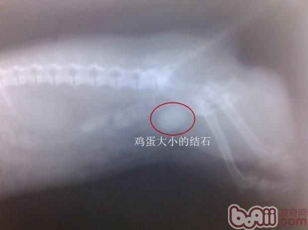 犬膀胱結石的診療及預防