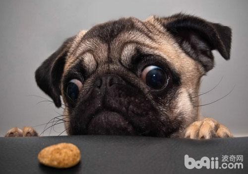 導致巴哥犬拉肚子的原因有哪些