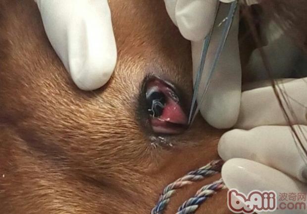 犬結膜吸吮線蟲病的診治