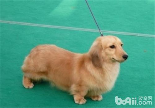 犬膿皮病的病因分析
