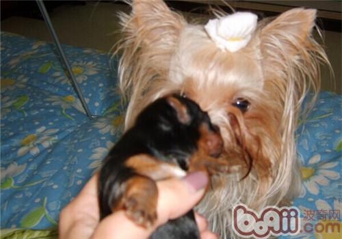 母犬產后無奶的病因是什么
