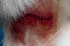 一例犬咬傷病例分析