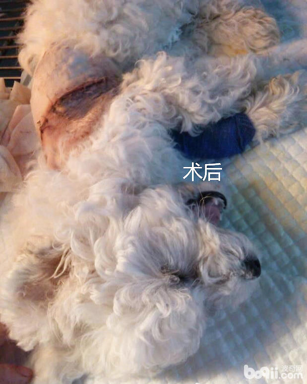 比熊的永久性右位主動脈弓病例分析