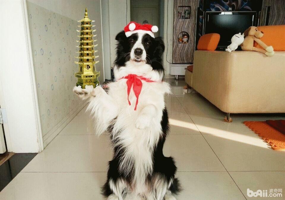 狗狗會學習嗎？狗狗的學習能力