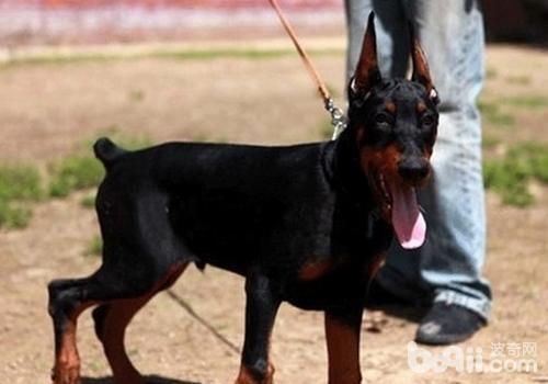 訓練杜賓犬要注意什么