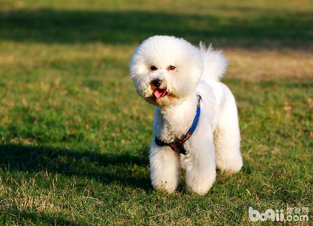比熊母犬產后護理的三點注意事項