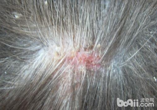 如何防止犬真菌性皮膚病復發