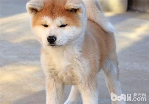 犬中暑的治療原則