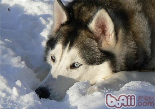 給阿拉斯加雪橇犬美容時的注意事項