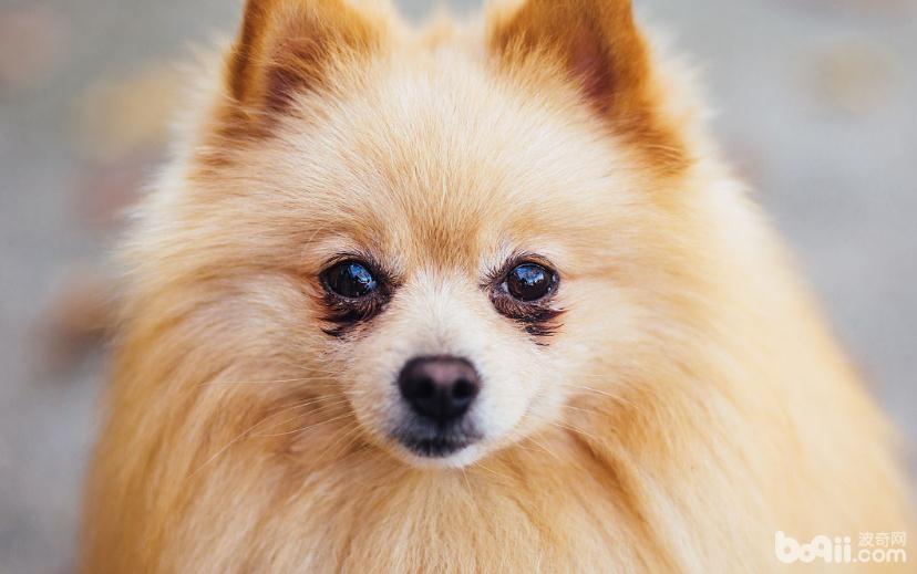 博美犬患上白內障的原因都有哪些？