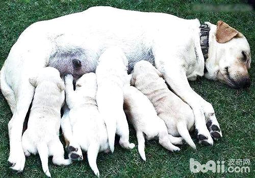 狗狗懷孕期間的禁忌都有哪些？