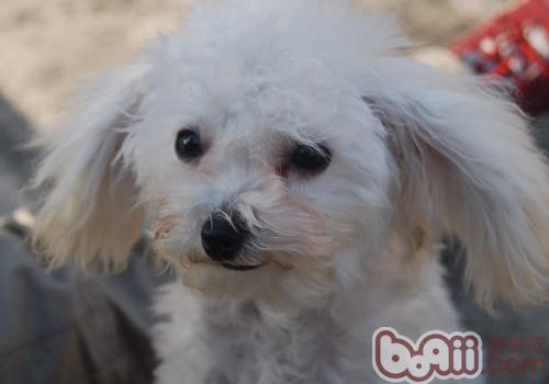 引起貴賓犬淚痕的原因