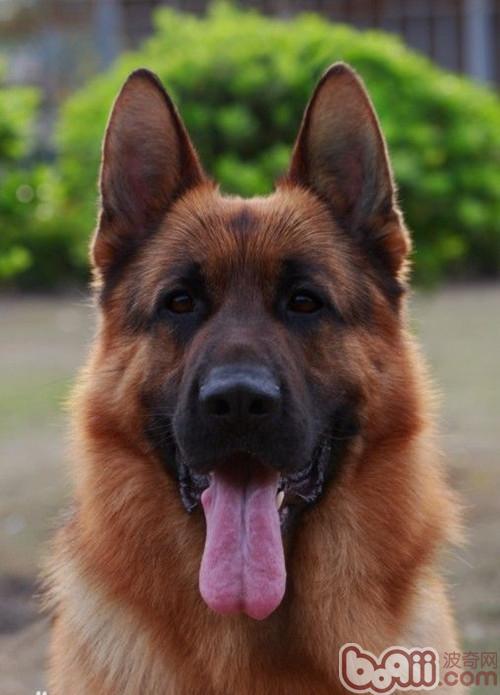 德國牧羊犬的訓練時間及訓練方法