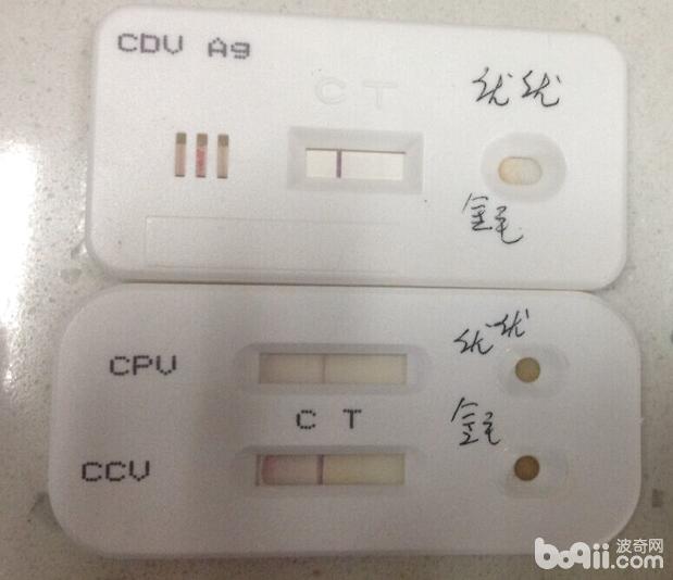 一例金毛犬的腸套疊整復術