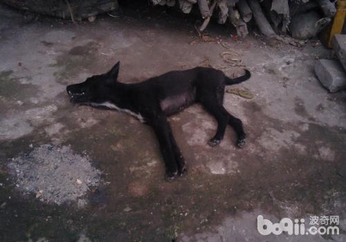 犬食物中毒怎么辦