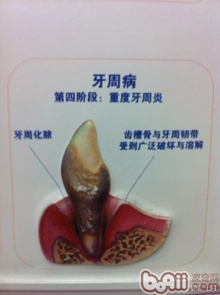 簡介常見的犬類牙科問題