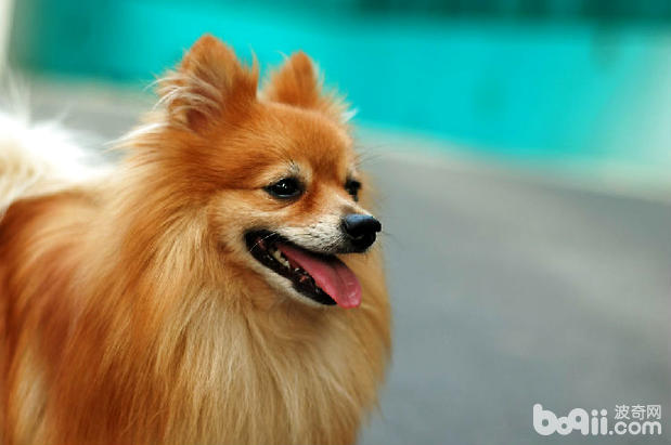 病犬如何喂養護理