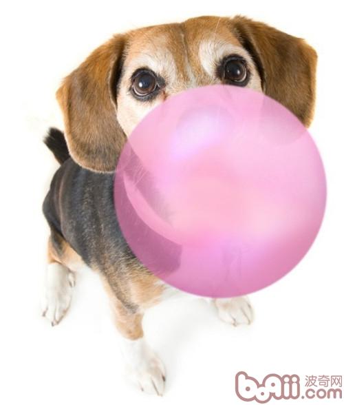 有毒的木糖醇和犬胃扭轉擴張