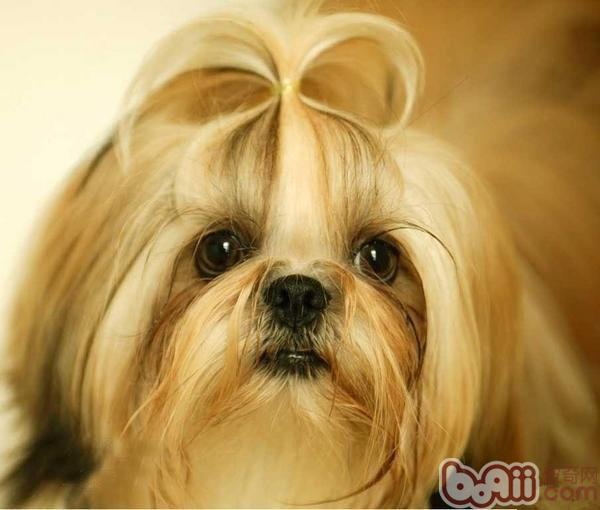 秋季狗狗毛發護理知識