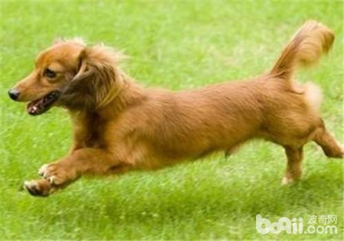 犬便秘的治療措施