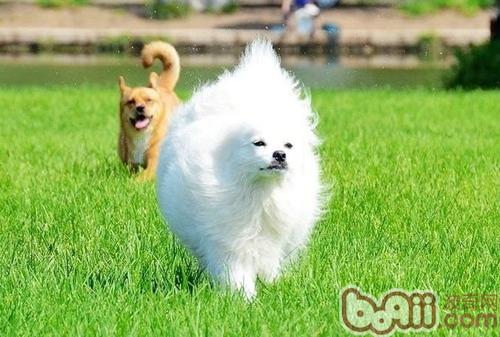 長毛犬如何進行日常毛皮護理
