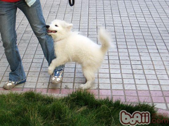 為什么母狗也會“抱大腿”