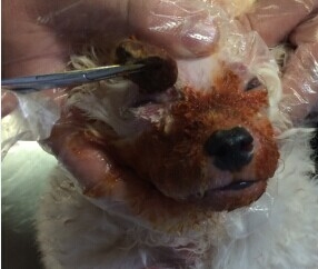犬膿皮病的發病機理及診治體會