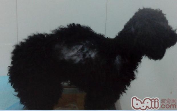 一例犬甲狀腺機能低下癥病例分析