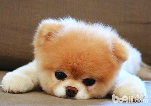 <a href=/zhonglei/gou/ target=_blank class=infotextkey>狗</a>狗抽搐的處理方法