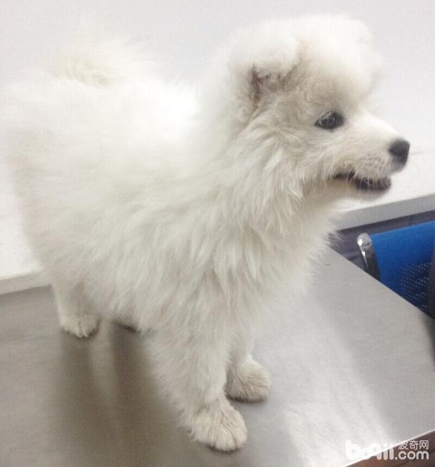 薩摩犬的口腔異物處置辦法