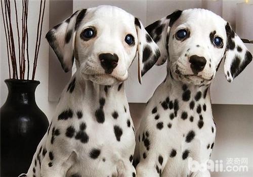 犬胃扭轉的預防要點
