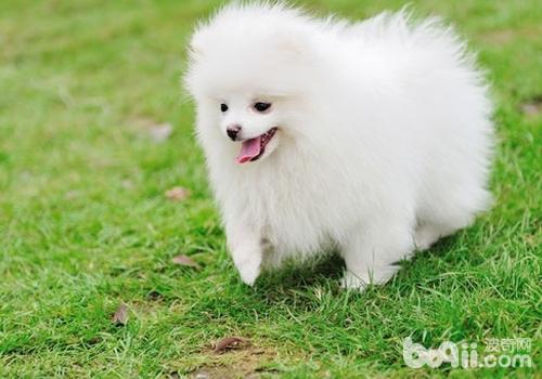 博美犬得犬瘟怎么辦
