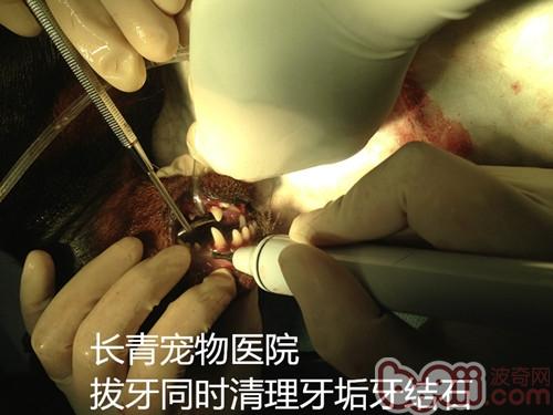 泰迪犬雙排牙的危害